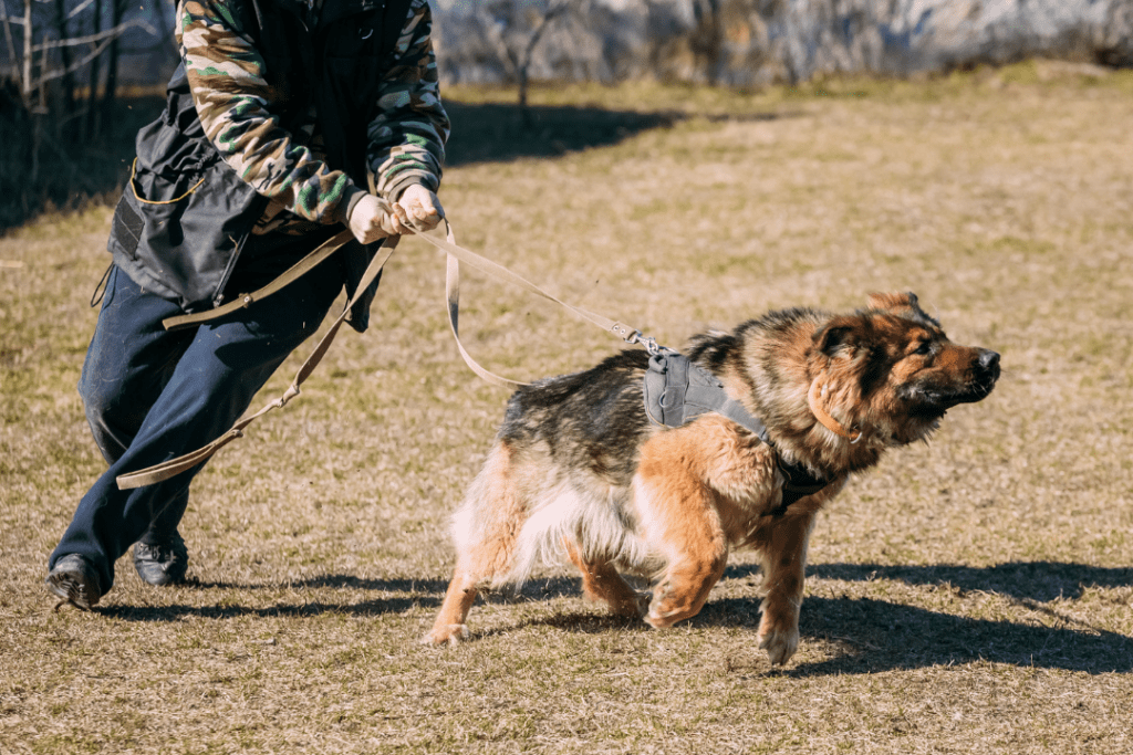 dog owner